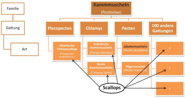 Biosystematik der Jakobsmuscheln, Kammmuscheln und Scallops