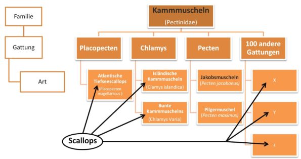 Biosystematik der Jakobsmuscheln, Kammmuscheln und Scallops